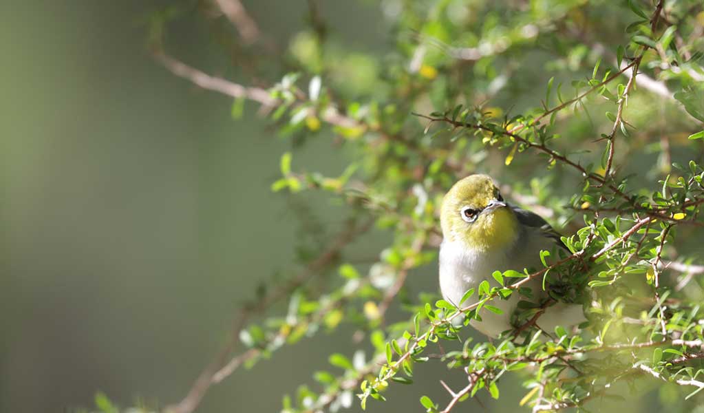 A closeup of silvereye bird in Boonalla Aboriginal Area, jointly managed by the Boonalla Aboriginal Area Joint Management Committee and NPWS. Credit: James Gordge &copy; DCCEEW