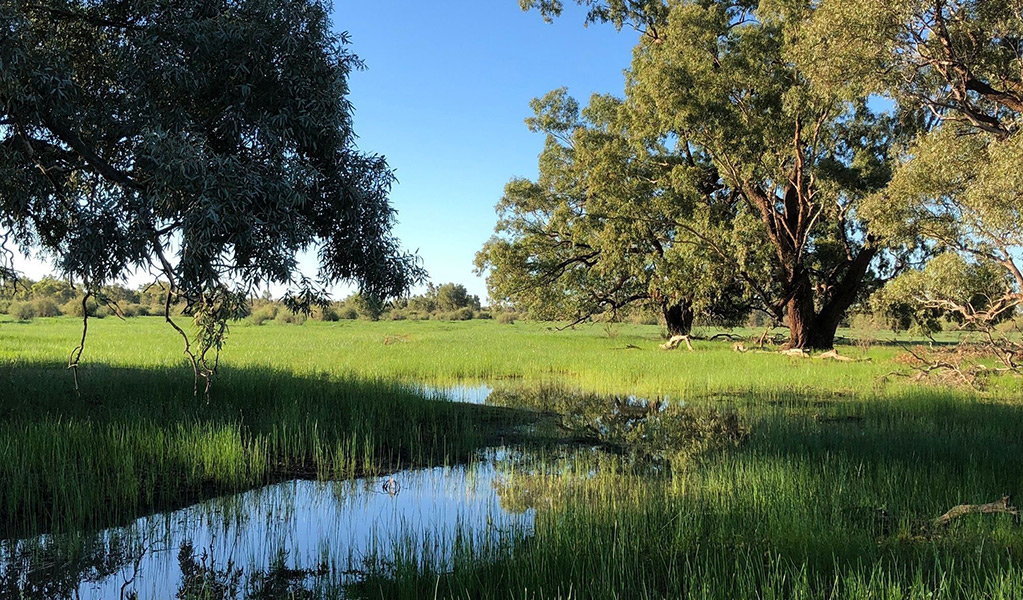 A view of Warrego wetland in the foreground with trees in the distance in Toorale National Park. Credit: Melissa Hams &copy; DCCEEW