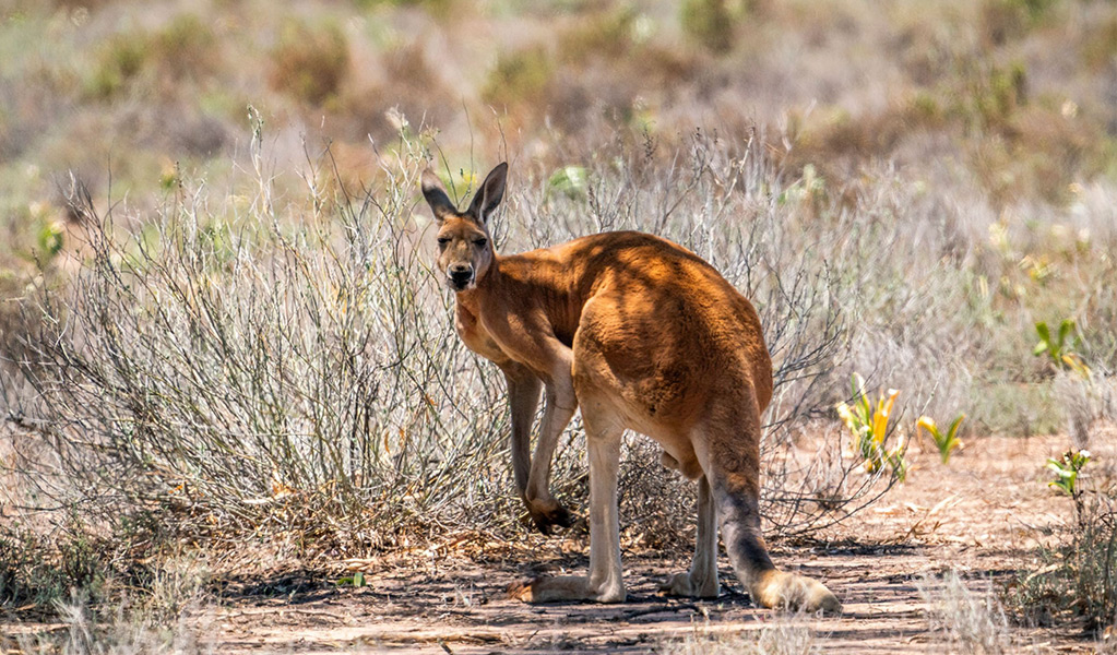 A red kangaroo in the shade surrounded y shrub in Toorale National Park. Credit:  John Spencer &copy; DCCEEW