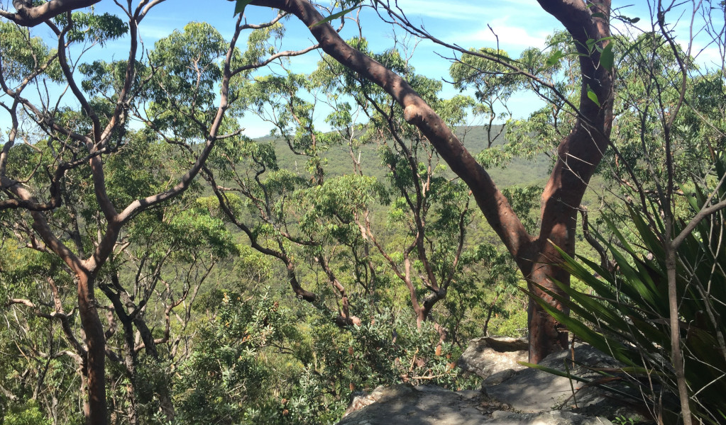 View through the trees along Karloo walking track in Royal National Park. Photo: Natasha Webb &copy; Natasha Webb/DCCEEW