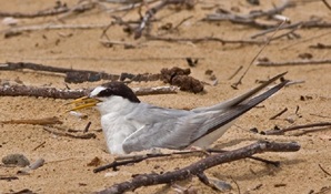 A little tern on its nest, Coffs Harbour. Photo: John Turbill &copy; DPIE