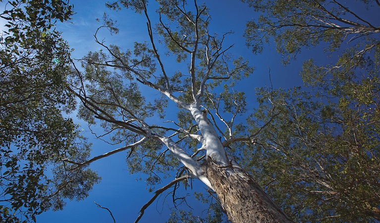 Cumberland Plain woodland. Photo: The Australian Botanic Garden Mount Annan/S. Cottrell &copy; DPIE and The Australian Botanic Garden Mount Annan