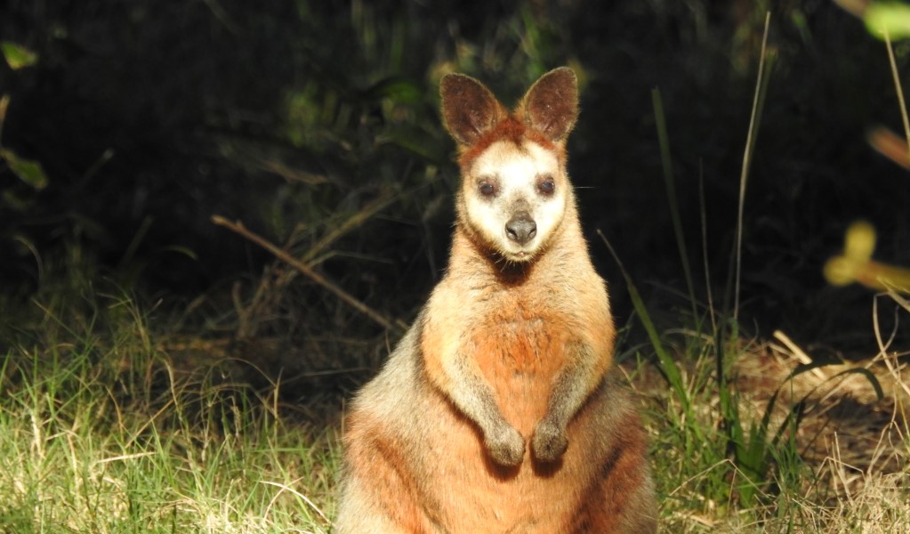 A wallaby enjoying the sunshine in the coastal bushland of Broken head Nature Reserve. Photo: Matthew Ogle &copy; Soul Connect Nature Tours Byron Bay. 