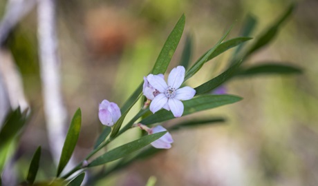 Purple wildflower Muogamarra Nature Reserve. Photo: John Spencer &copy; DCCEEW