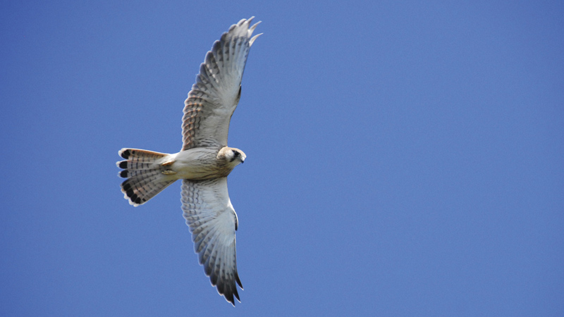 Australasian or Nankeen kestrel in flight. Photo: Stuart Cohen/OEH