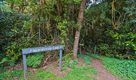 Sign at start of Falcorostrum loop walking track, in Border Ranges National Park. Photo credit: John Spencer &copy; DPIE