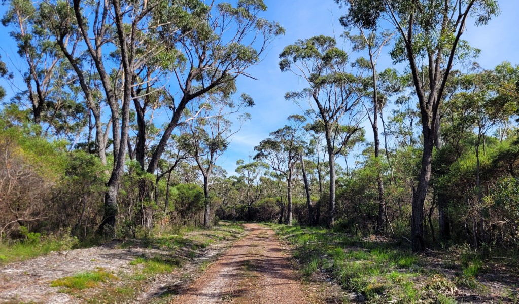 The start of Hersey trail that leads through a short section of forest in Budderoo National Park. Photo: Jemillah Forbes &copy; DCCEEW