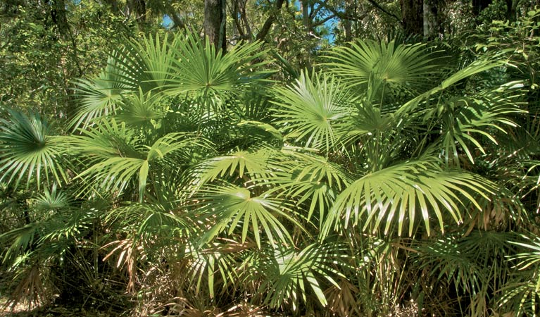 Mungo Rainforest, Myall Lakes National Park. Photo: John Spencer &copy; OEH