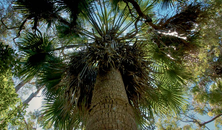 Mungo Rainforest, Myall Lakes National Park. Photo: John Spencer &copy; OEH