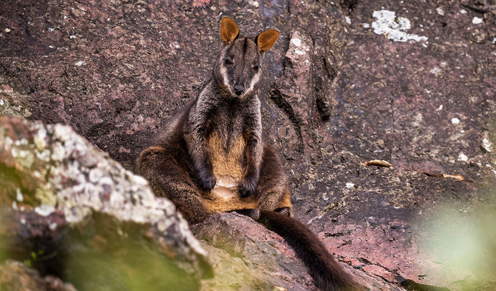 Walk quietly and look up to spot these gorgeous brush-tailed rock wallabies on Green Gully Track. Credit: David Waugh &copy; DCCEEW