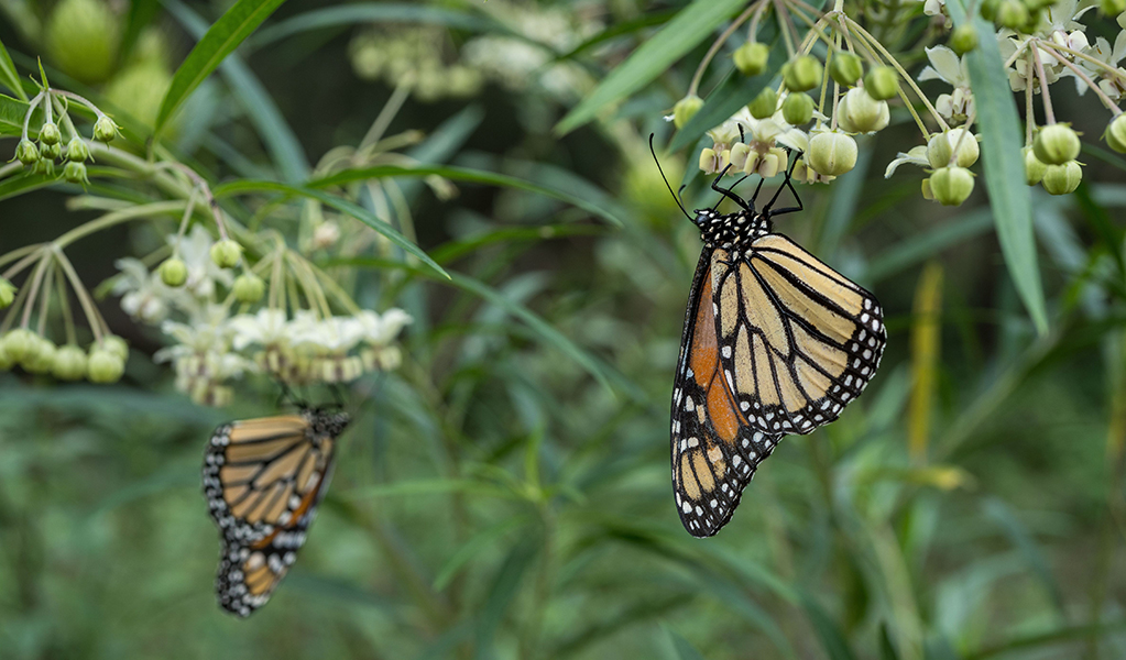 Monarch butterflies on The Green Gully Track. Credit: David Waugh &copy; DCCEEW