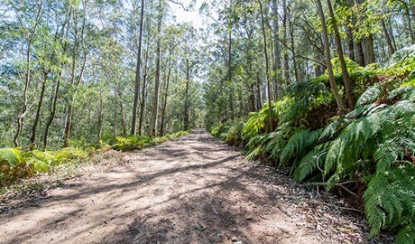 Great North walk, Watagans National Park. Photo: John Spencer &copy; OEH